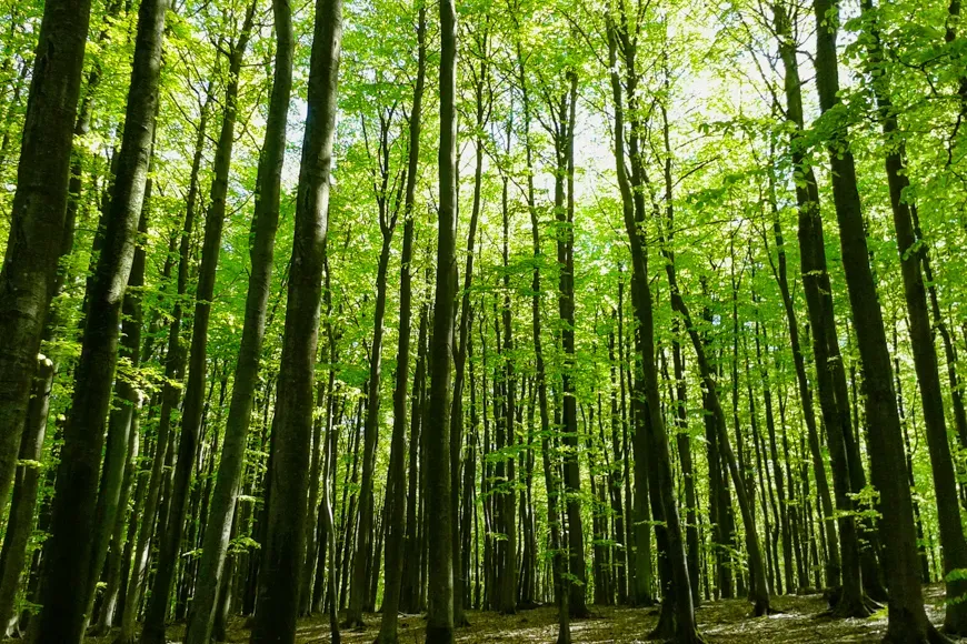 Ancient beech forests, germany